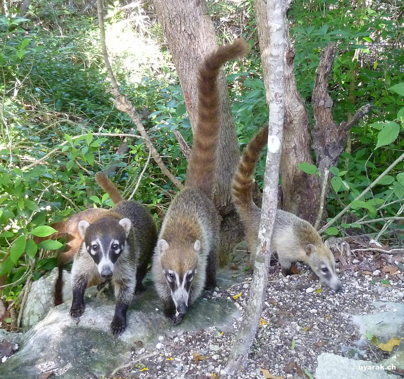 Nasenbär, Tulum, Quintana Roo, Mexiko