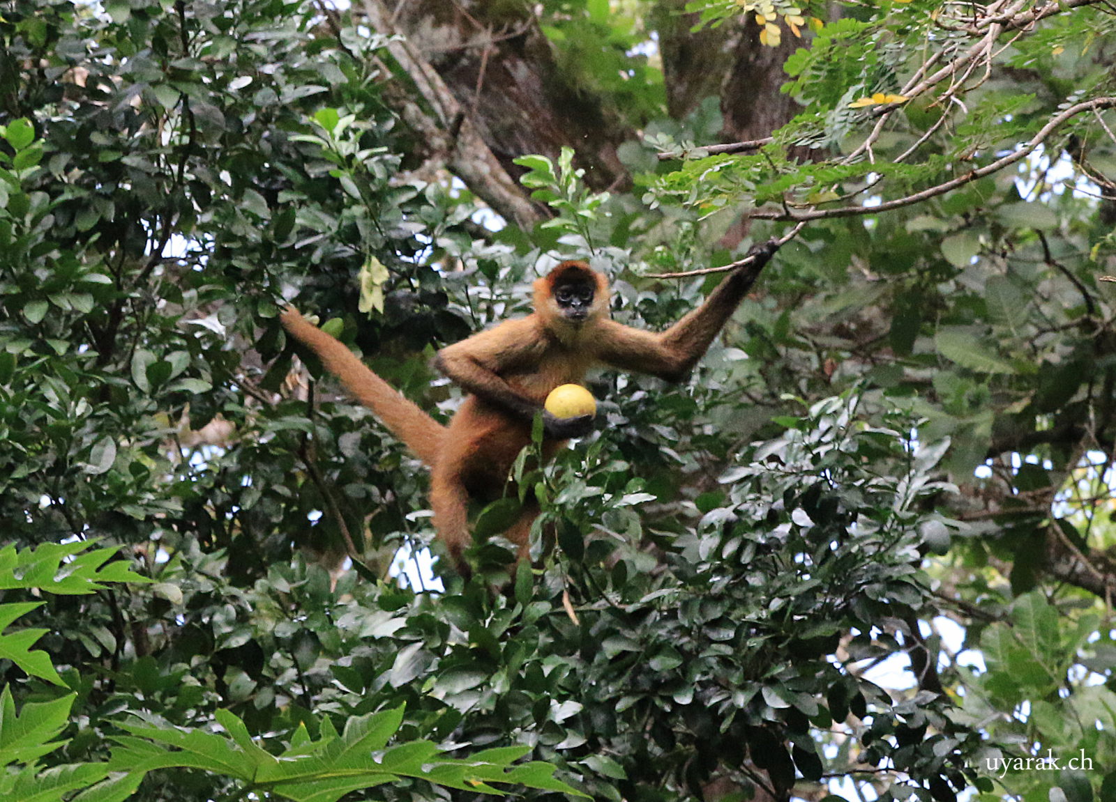 Klammeraffe auf der Finca von Agi & Guido, Costa Rica