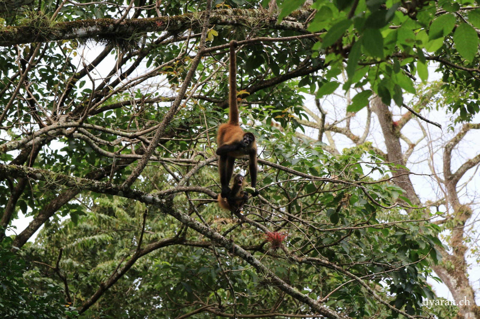Klammeraffe auf der Finca von Agi & Guido, Costa Rica