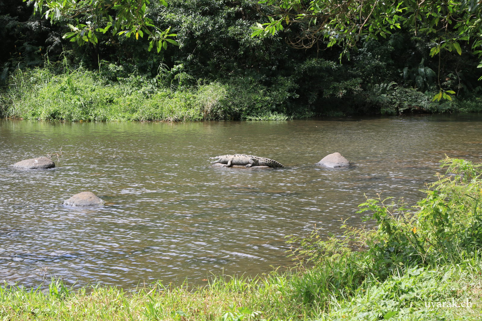 Krokodil auf der Finca von Agi & Guido, Costa Rica
