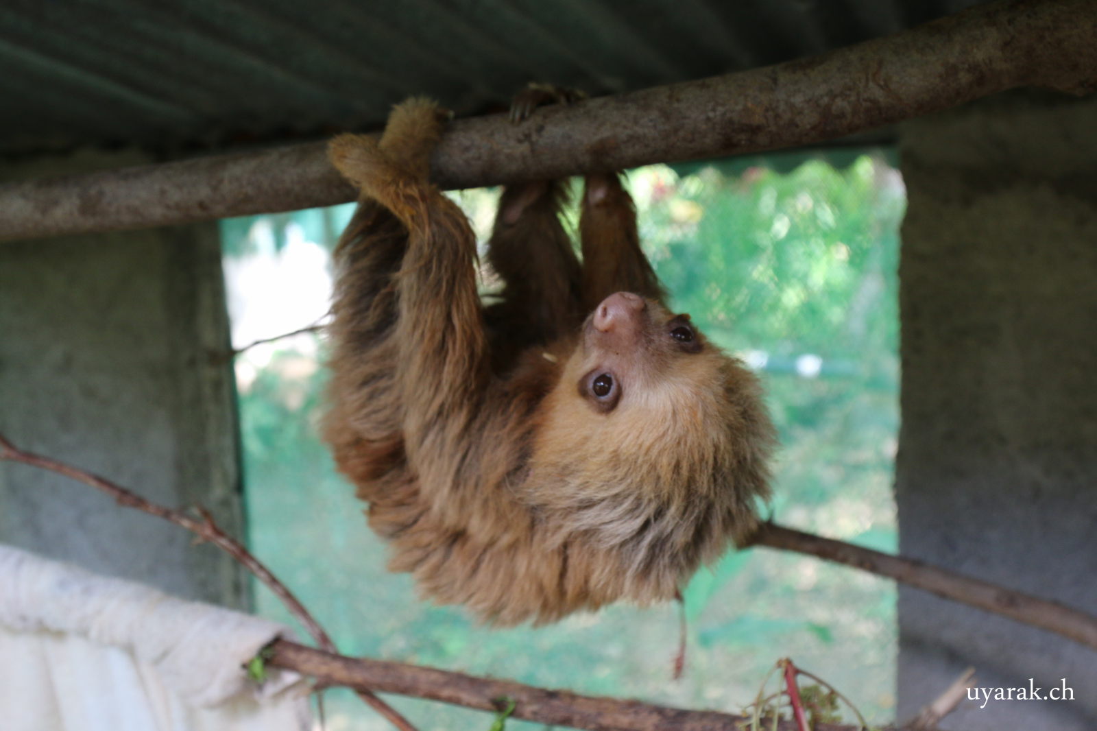 Verstossenes Faultier auf der Finca von Agi und Guido, Costa Rica