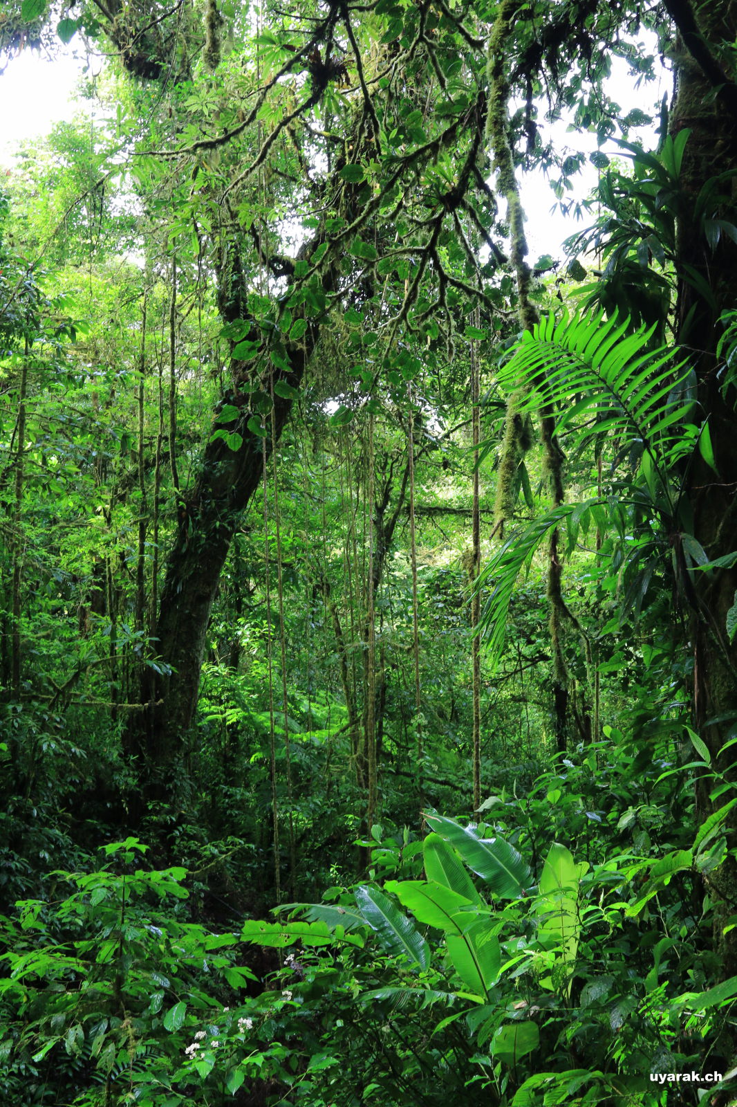 Wanderung durchs Reserva Biológica Bosque Nuboso Monteverde, Costa Rica