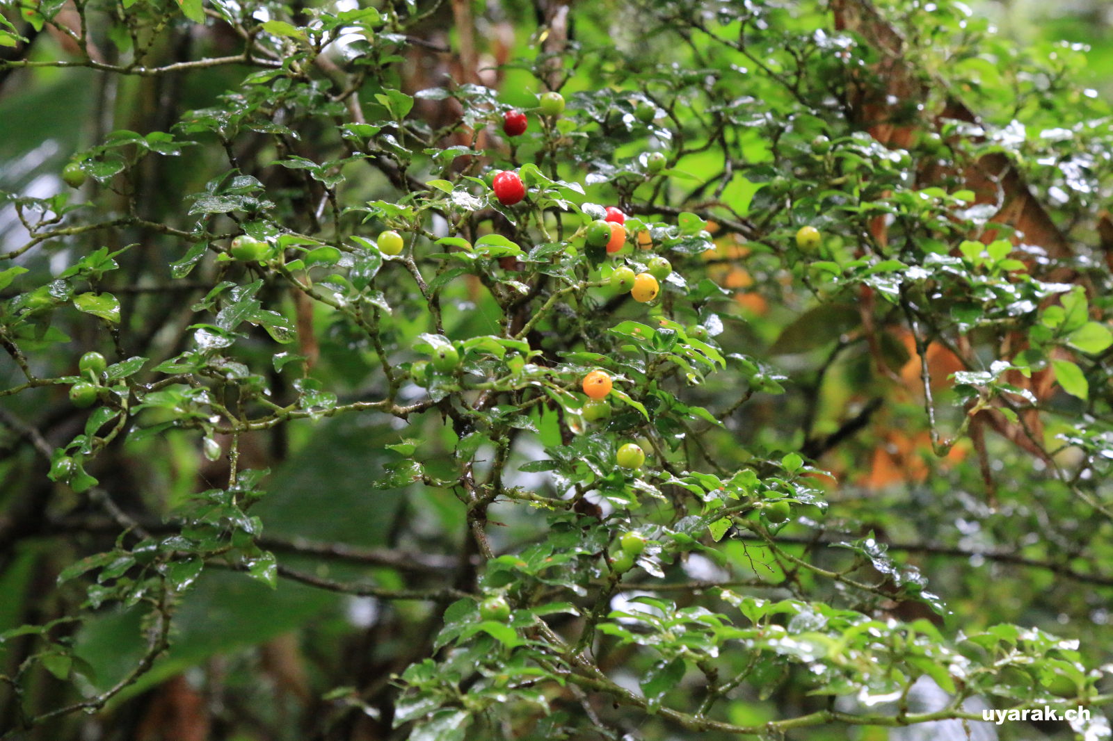 Wanderung durchs Reserva Biológica Bosque Nuboso Monteverde, Costa Rica