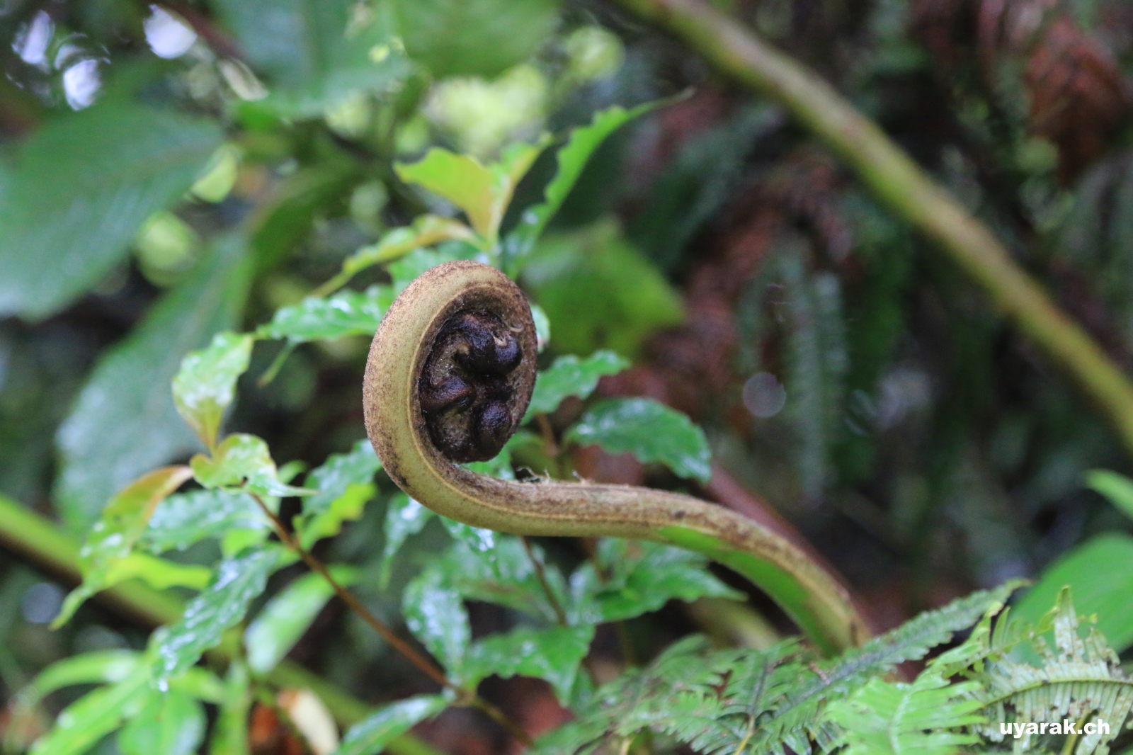 Wanderung durchs Reserva Biológica Bosque Nuboso Monteverde, Costa Rica
