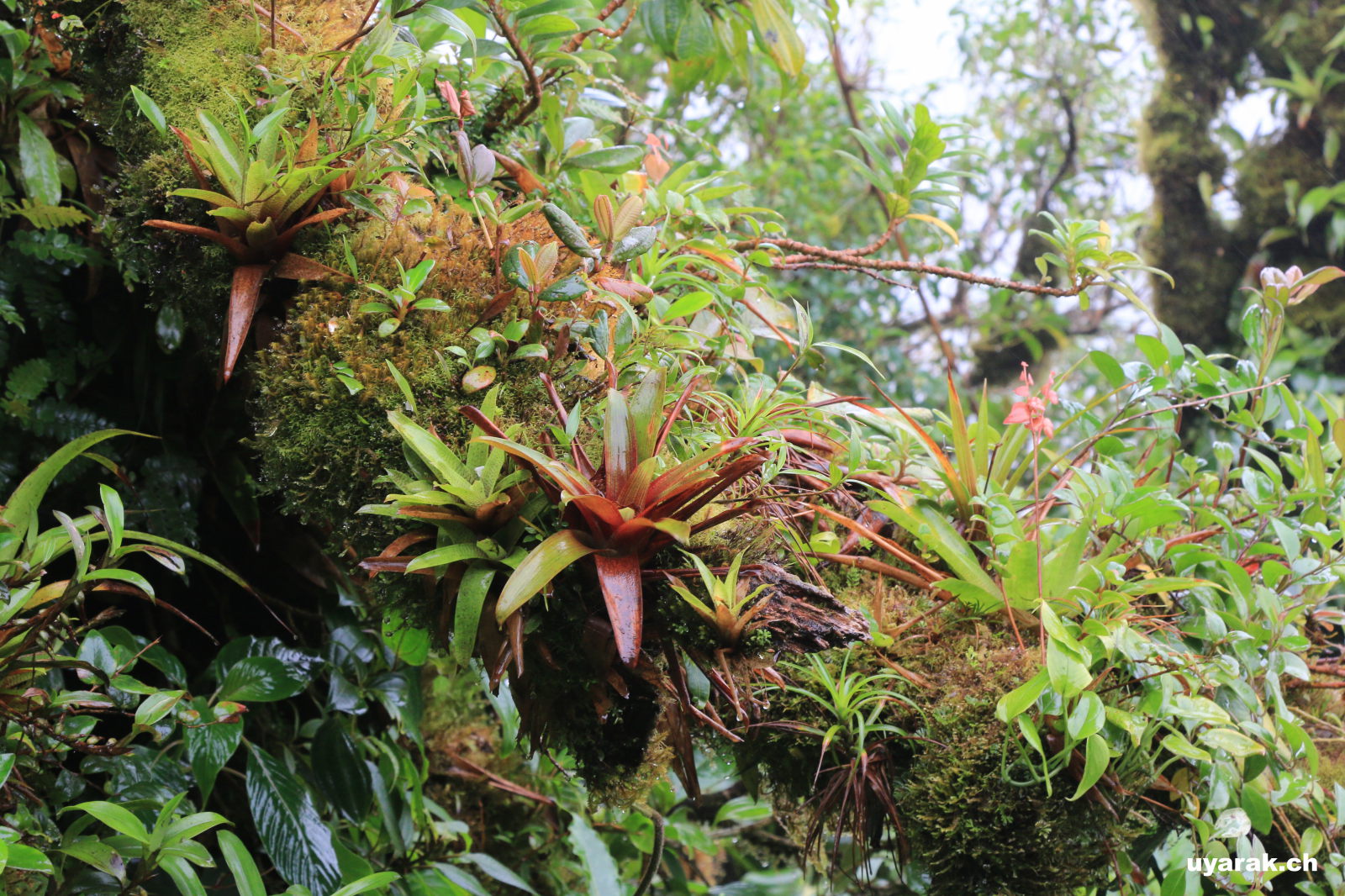 Wanderung durchs Reserva Biológica Bosque Nuboso Monteverde, Costa Rica