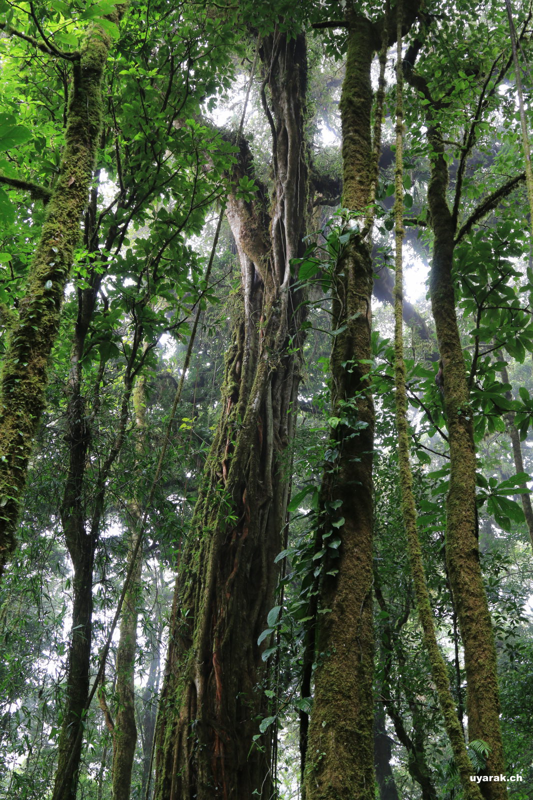 Wanderung durchs Reserva Biológica Bosque Nuboso Monteverde, Costa Rica