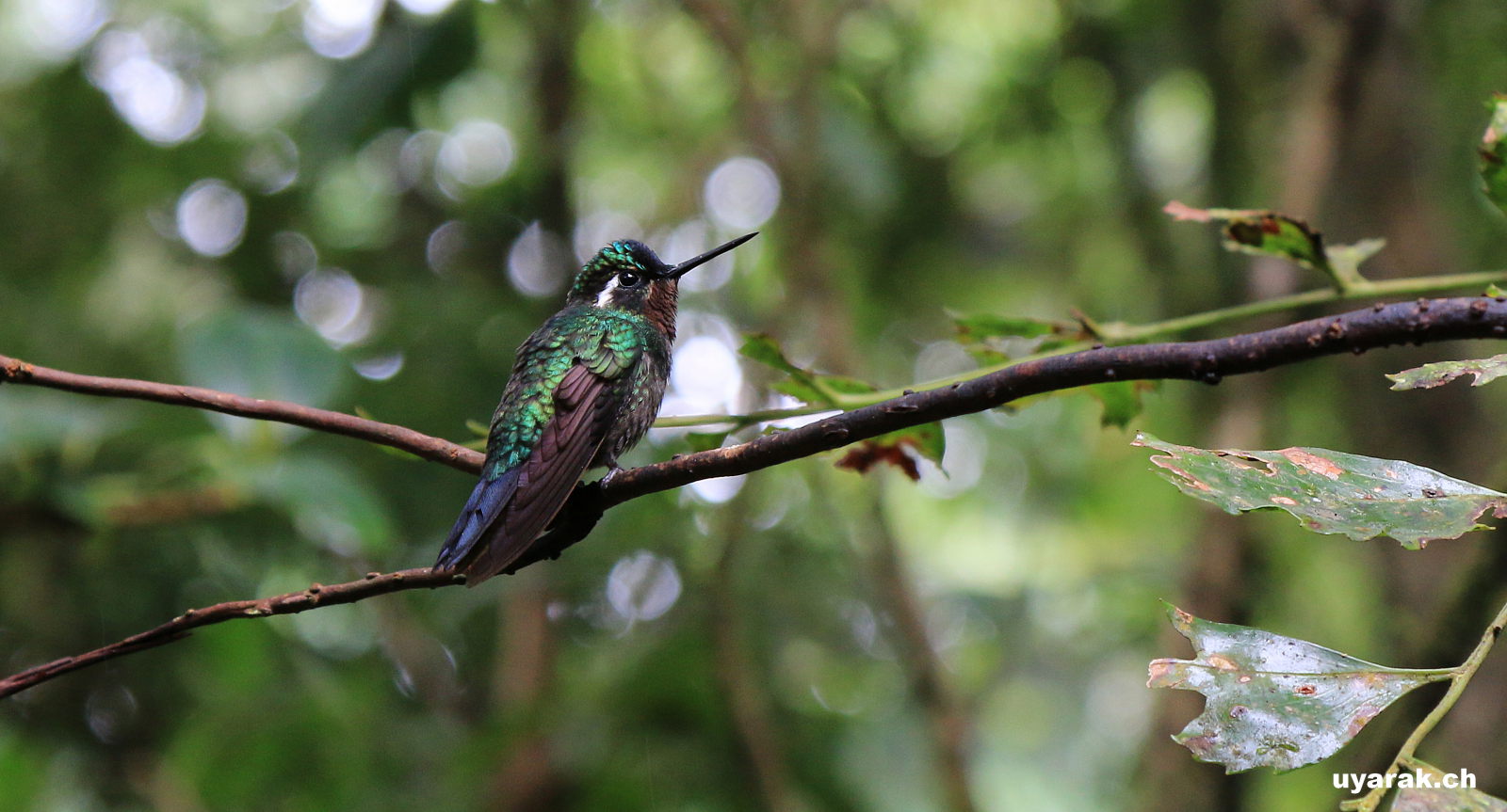 Kolibri im Reserva Biológica Bosque Nuboso Monteverde, Costa Rica