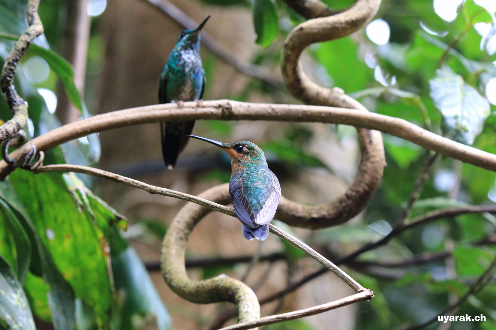 Kolibri im Reserva Biológica Bosque Nuboso Monteverde, Costa Rica