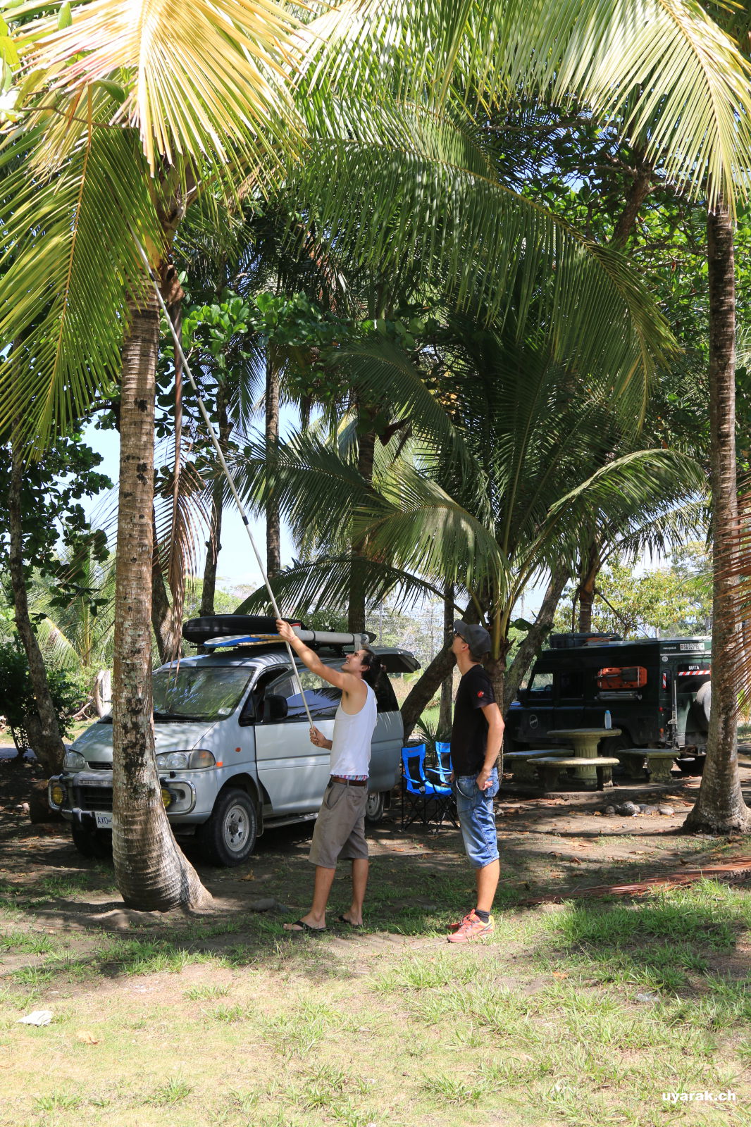 Auf der Jagd nach einer Kokosnuss, Playa Bandera, Costa Rica