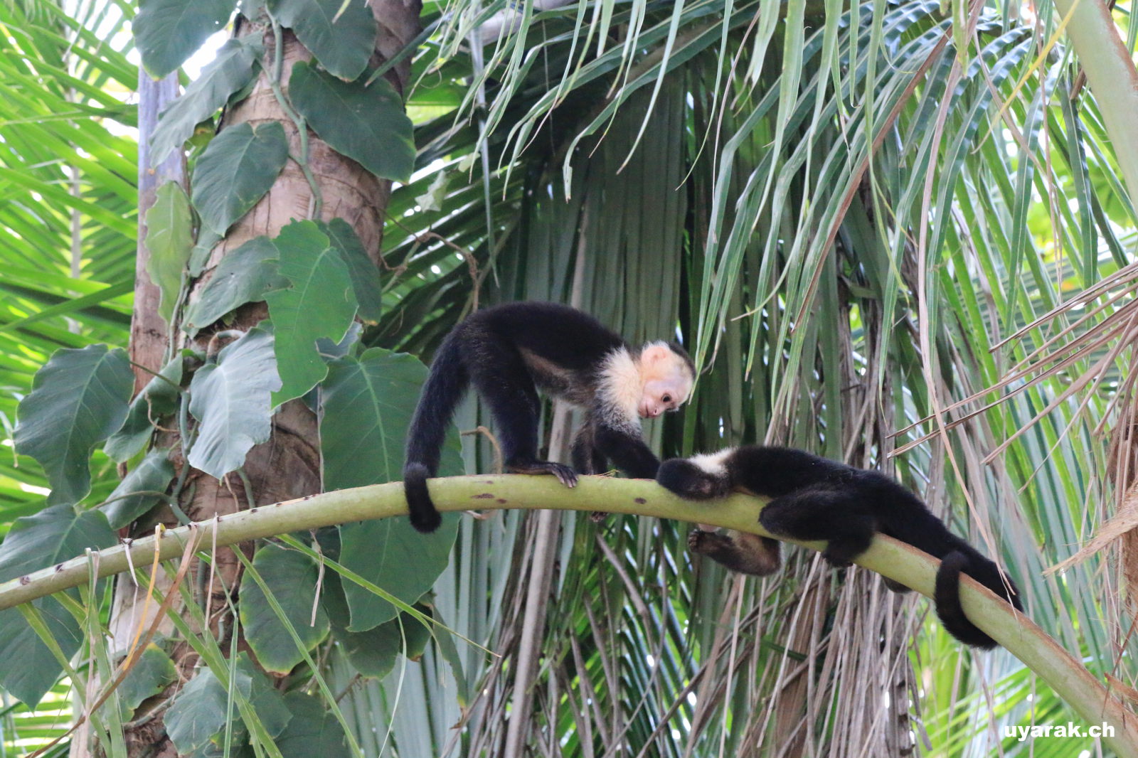 Kapuzineraffen, Parque National Manuel Antonio, Costa Rica