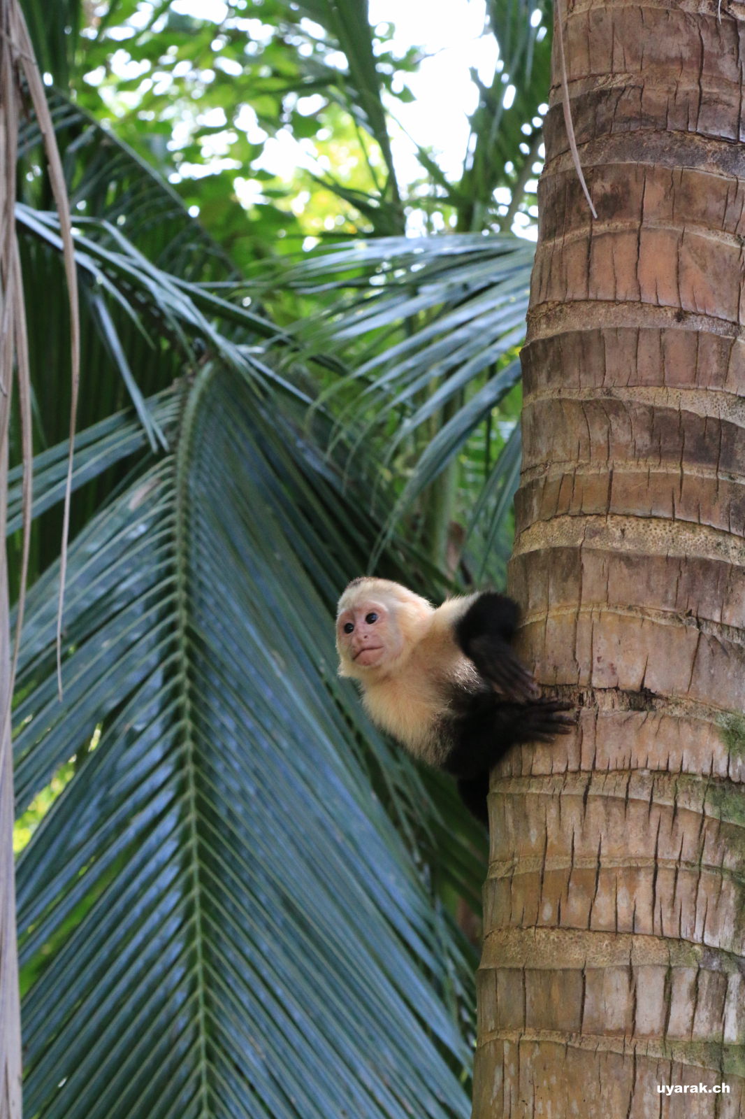 Kapuzineraffen, Parque National Manuel Antonio, Costa Rica