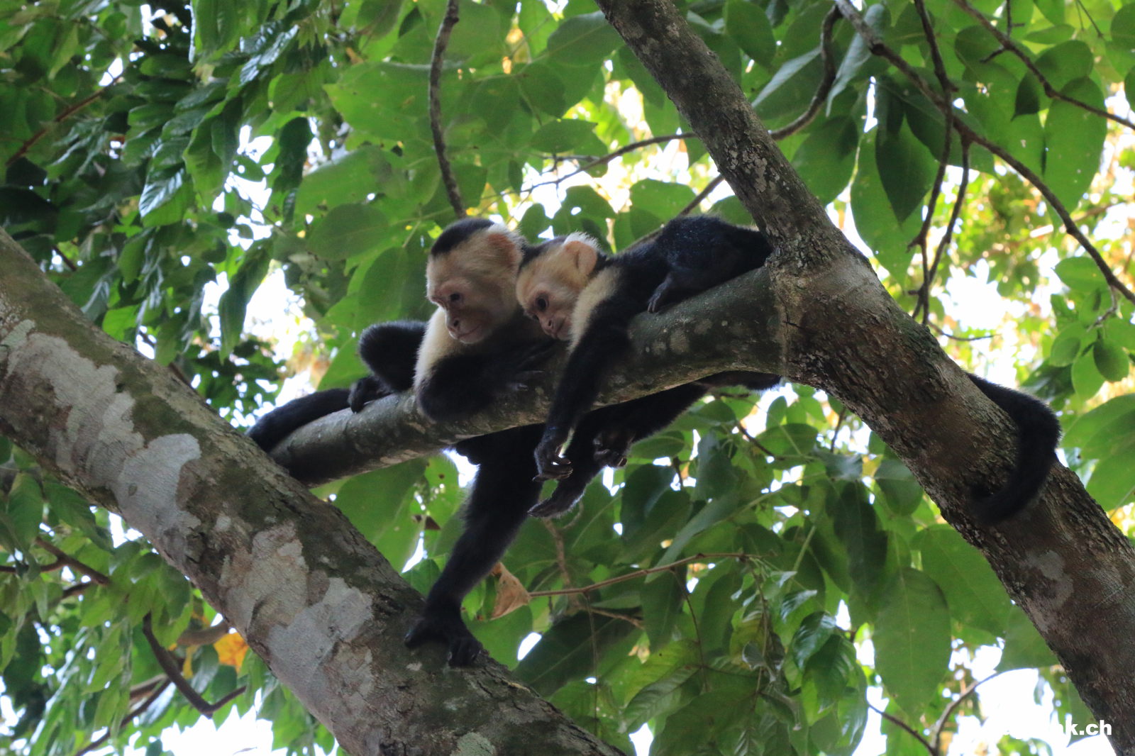 Kapuzineraffen, Parque National Manuel Antonio, Costa Rica