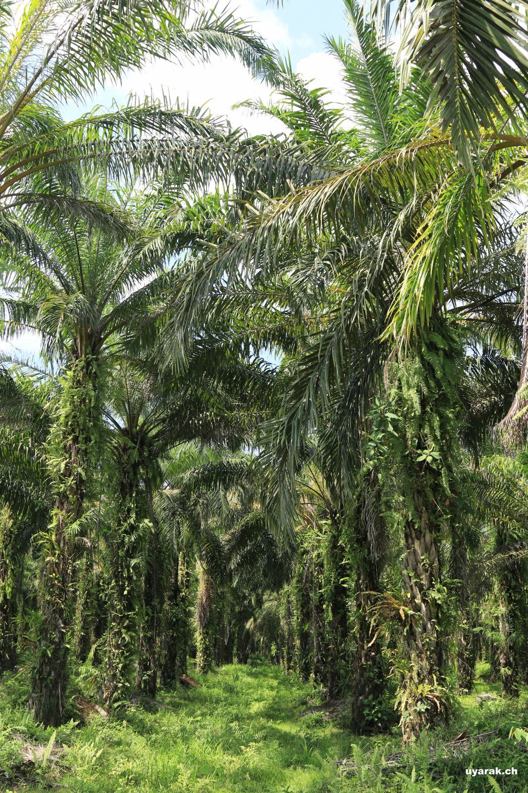 Unterwegs nach Golfito, Costa Rica