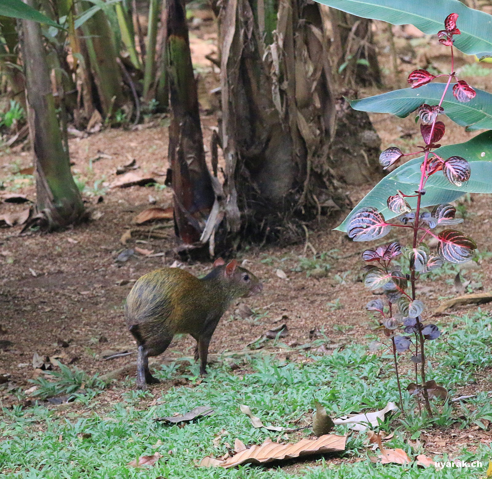 Agouti, Costa Rica