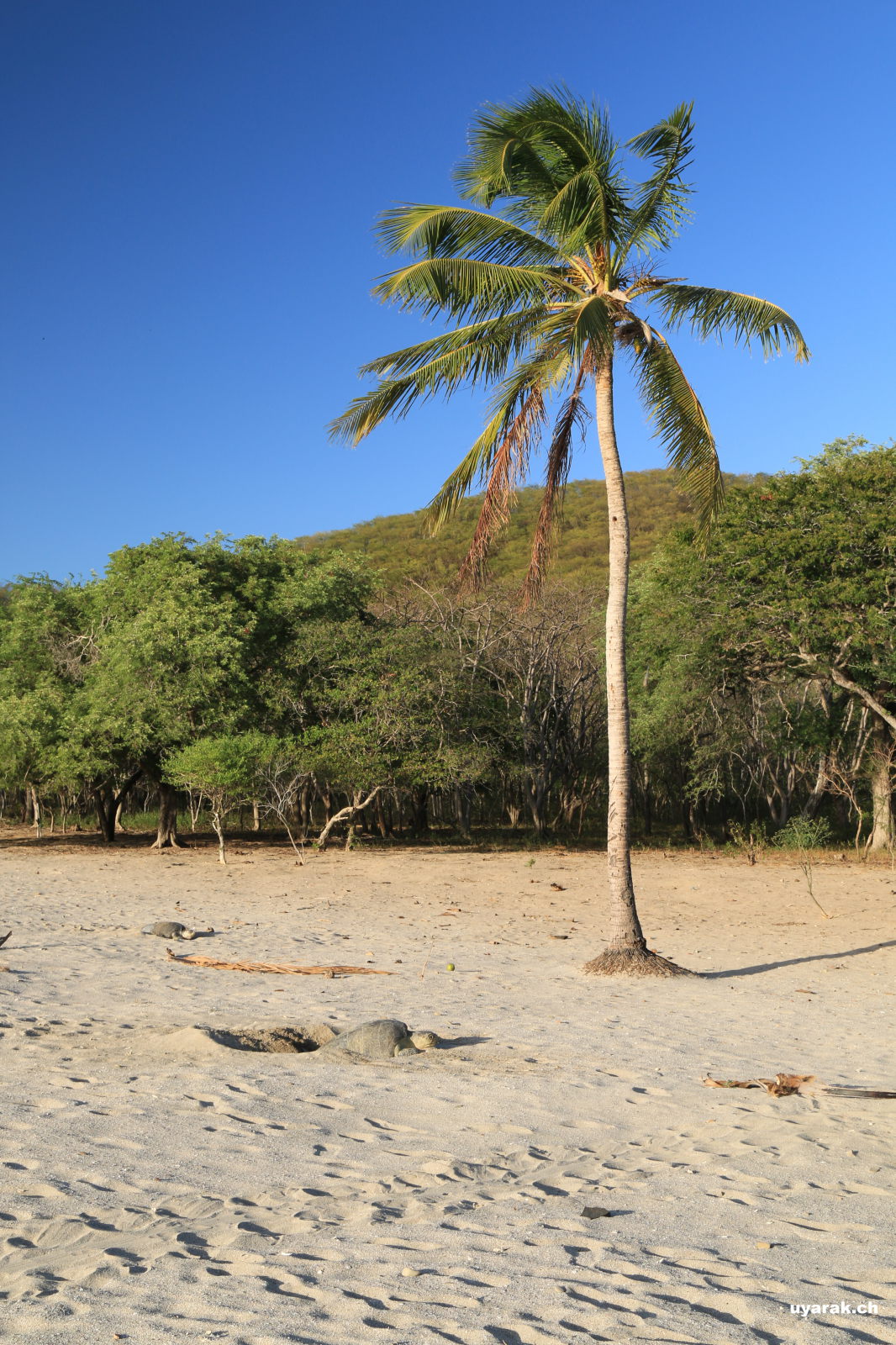Playa La Flor, Nicaragua