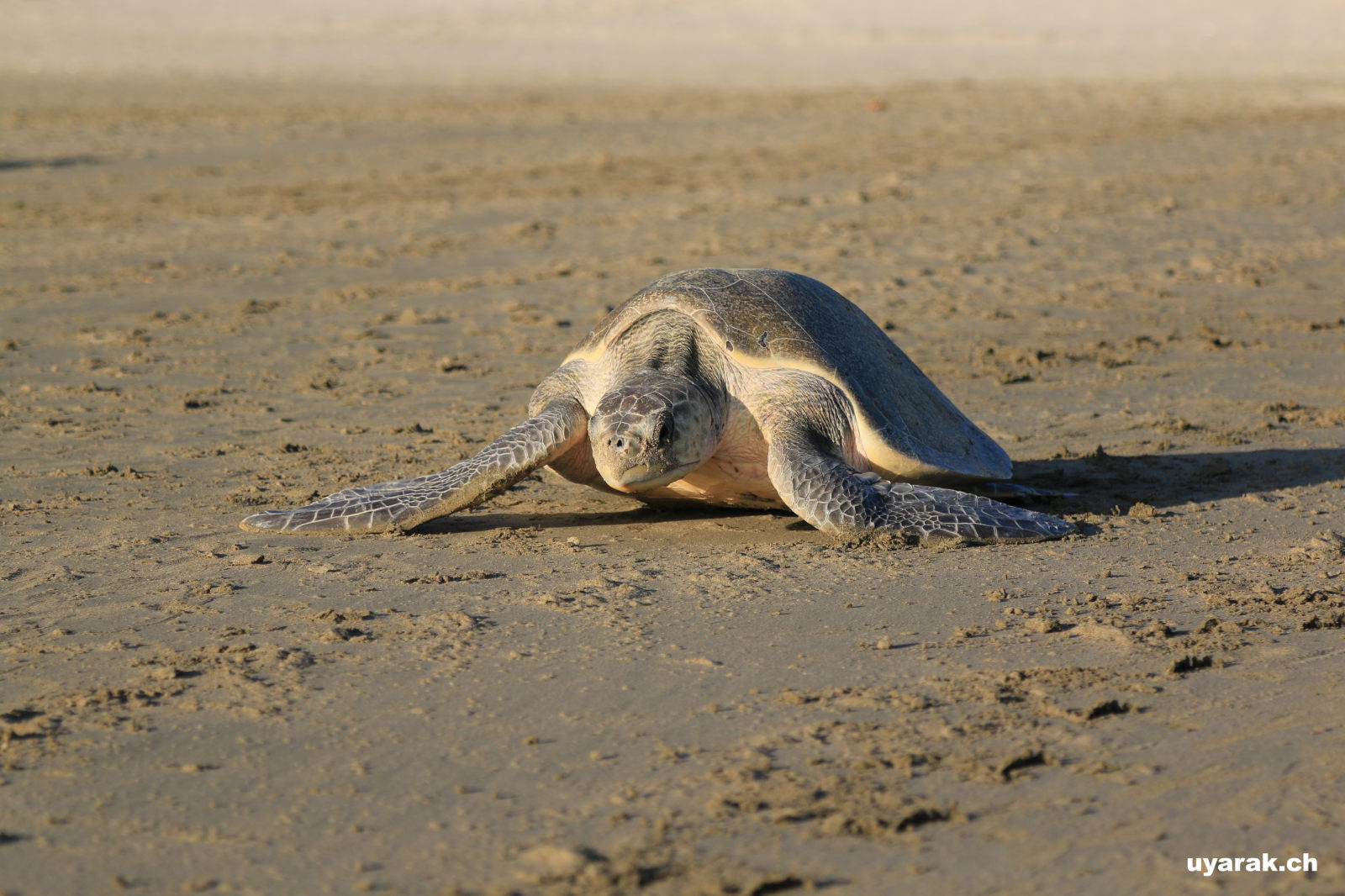 Meeresschildkröte, Playa La Flor, Nicaragua