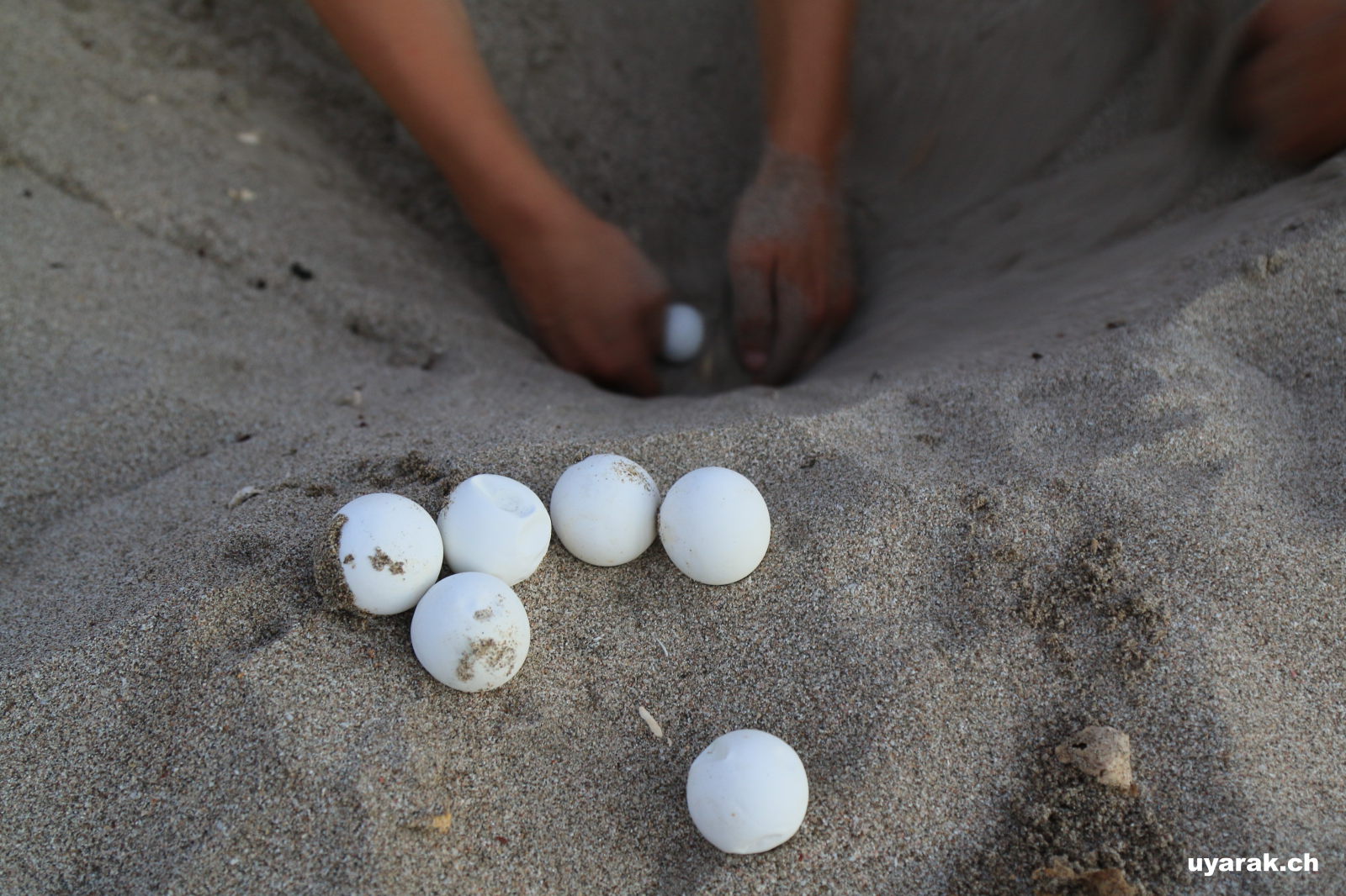 Versehentlich ausgegrabene Eier müssen schnellstmöglich wieder eingegraben werden, Playa La Flor, Nicaragua