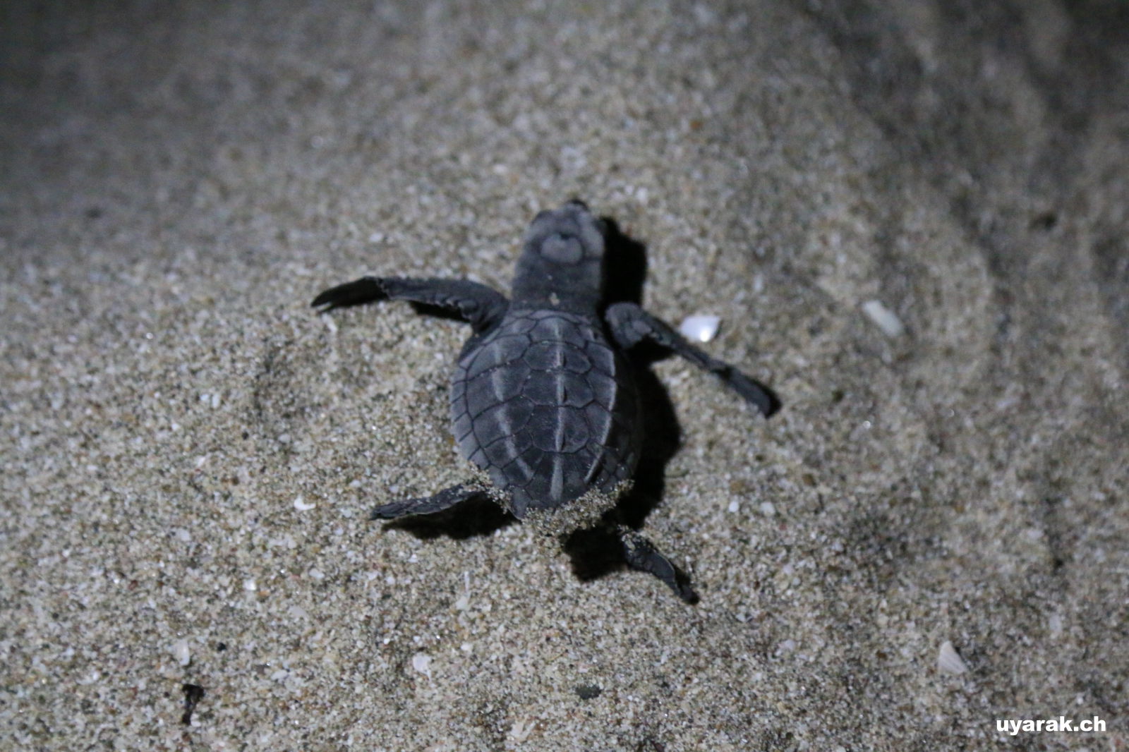 Frisch geschlüpfte Babyschildkröte, Playa La Flor, Nicaragua