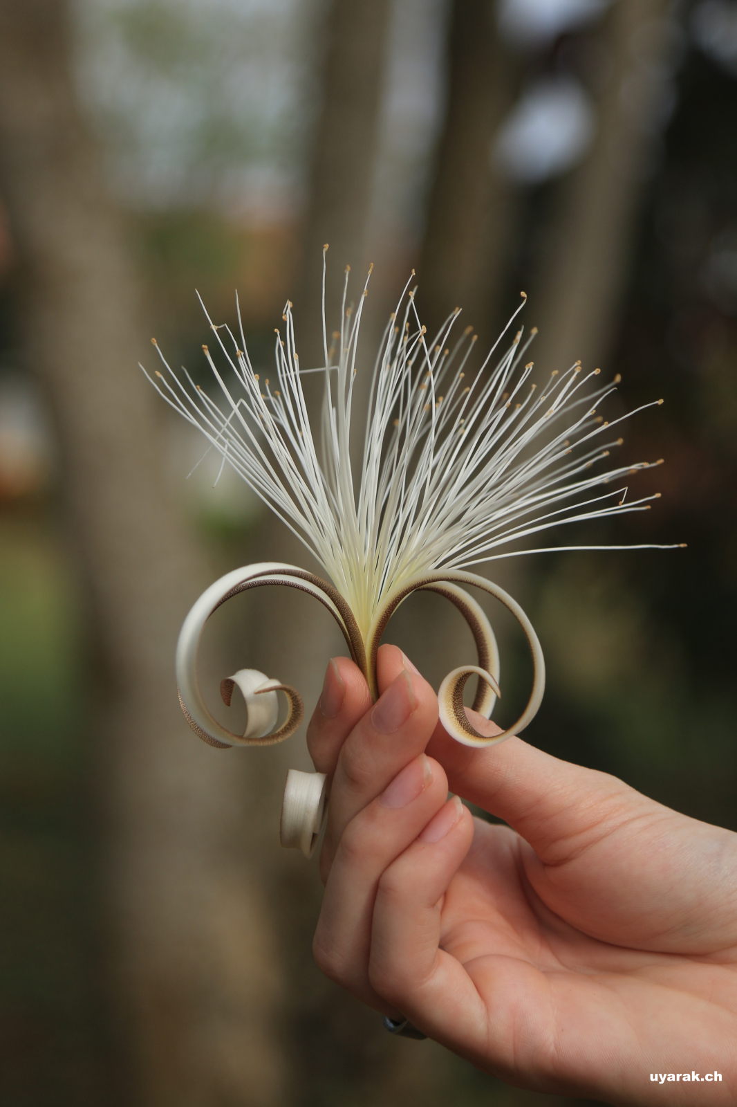 Spezielle Blüte, Turbaco, Kolumbien 
