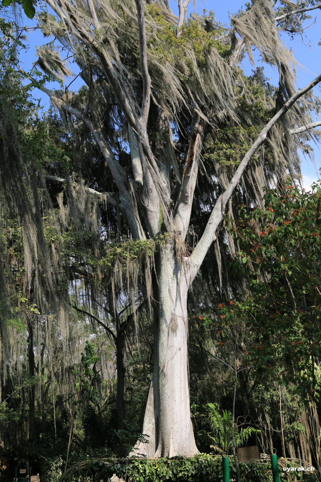 Parque El Gallineral, San Gil, Kolumbien 