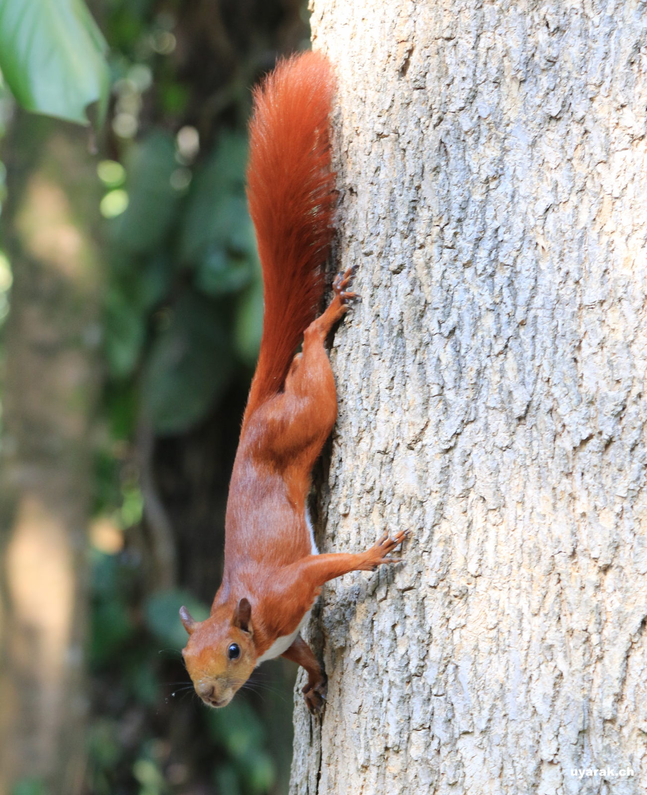 Eichhörnchen im Parque El Gallineral, San Gil, Kolumbien 