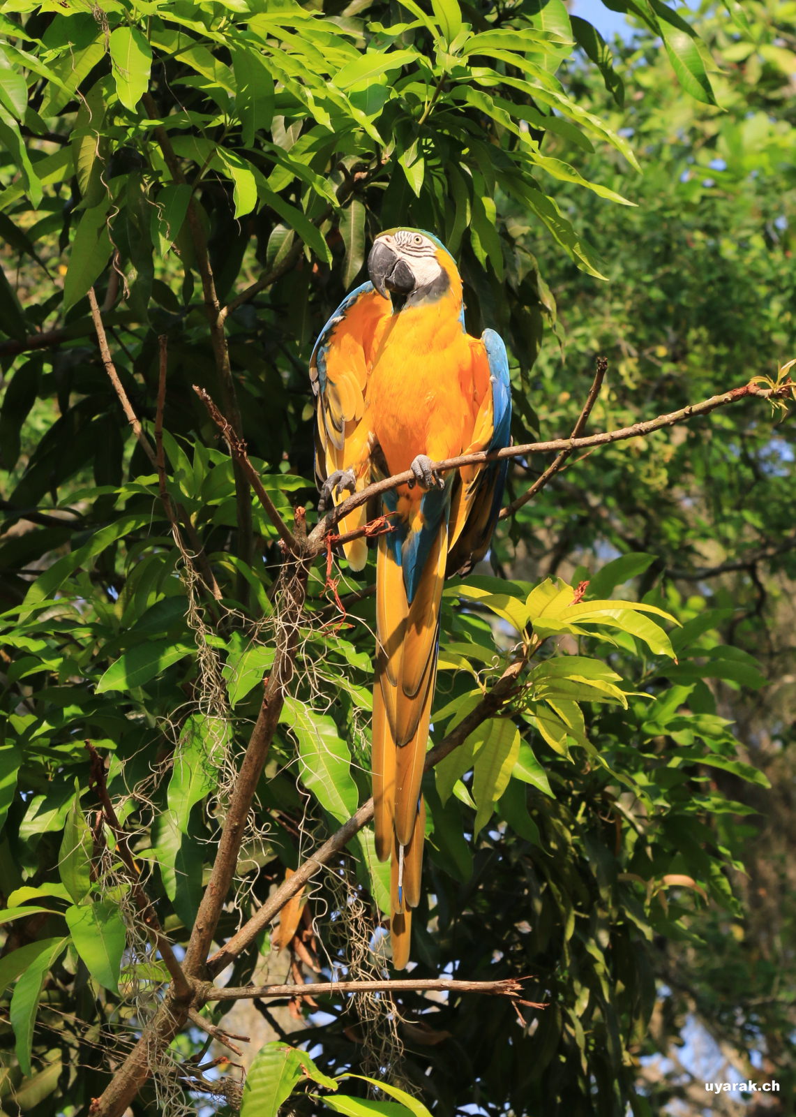 Gelbbrustara im Parque El Gallineral, San Gil, Kolumbien 