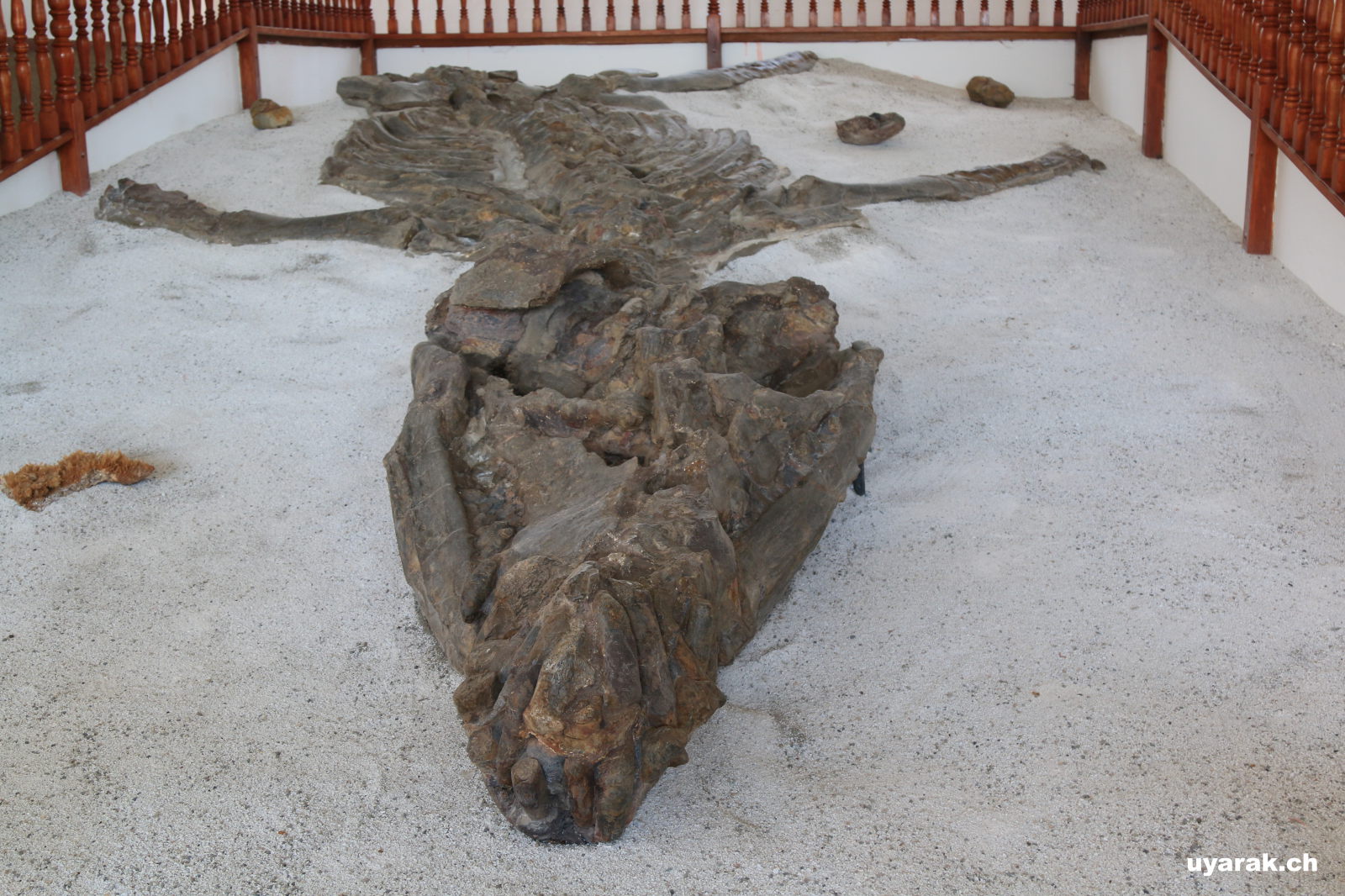 120 Millionen Jahre altes, versteinertes Skelett eines Kronosaurus, Villa de Leyva 