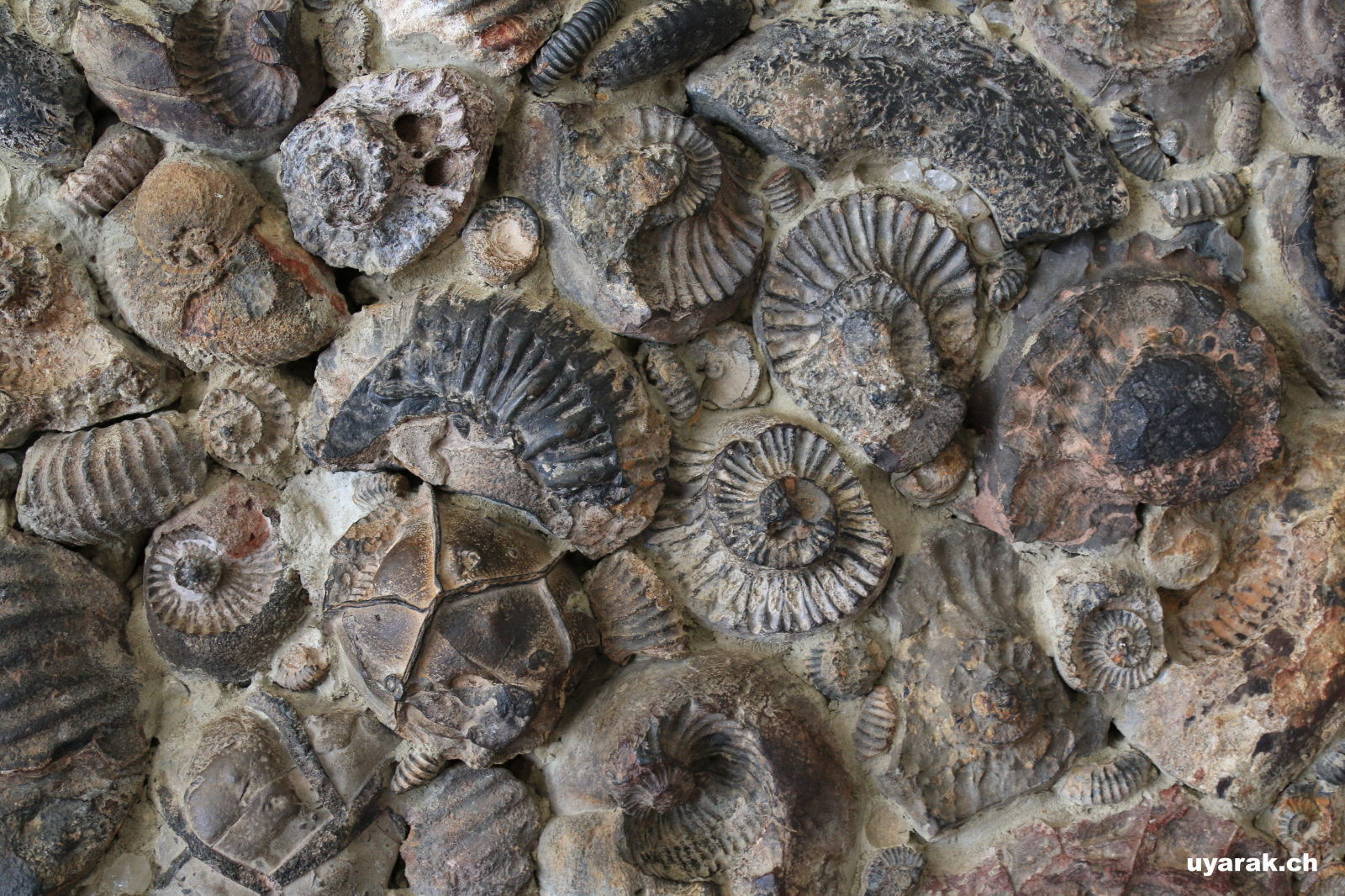 Im Museo el Fósil, Villa de Leyva, Kolumbien 
