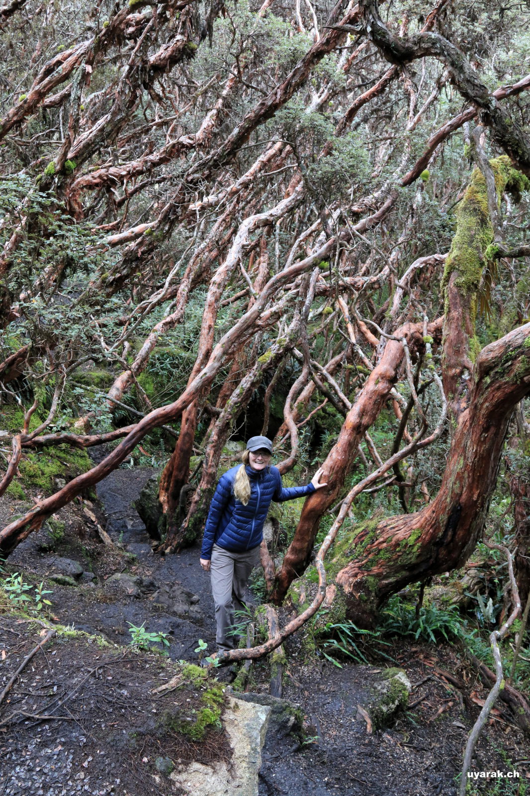 Wanderung im Parque Nacional Cajas, Ecuador 