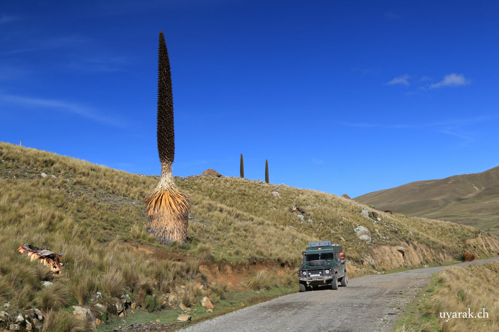 Puya raimondii, Parque Nacional Huascarán, Peru