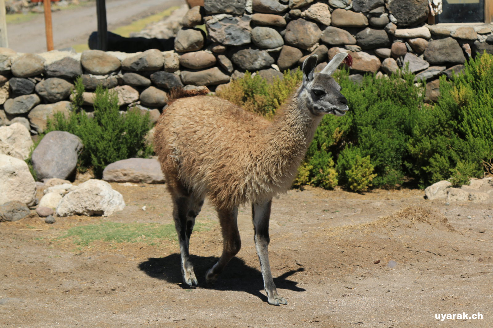 Lama bei Tunupa, Bolivien