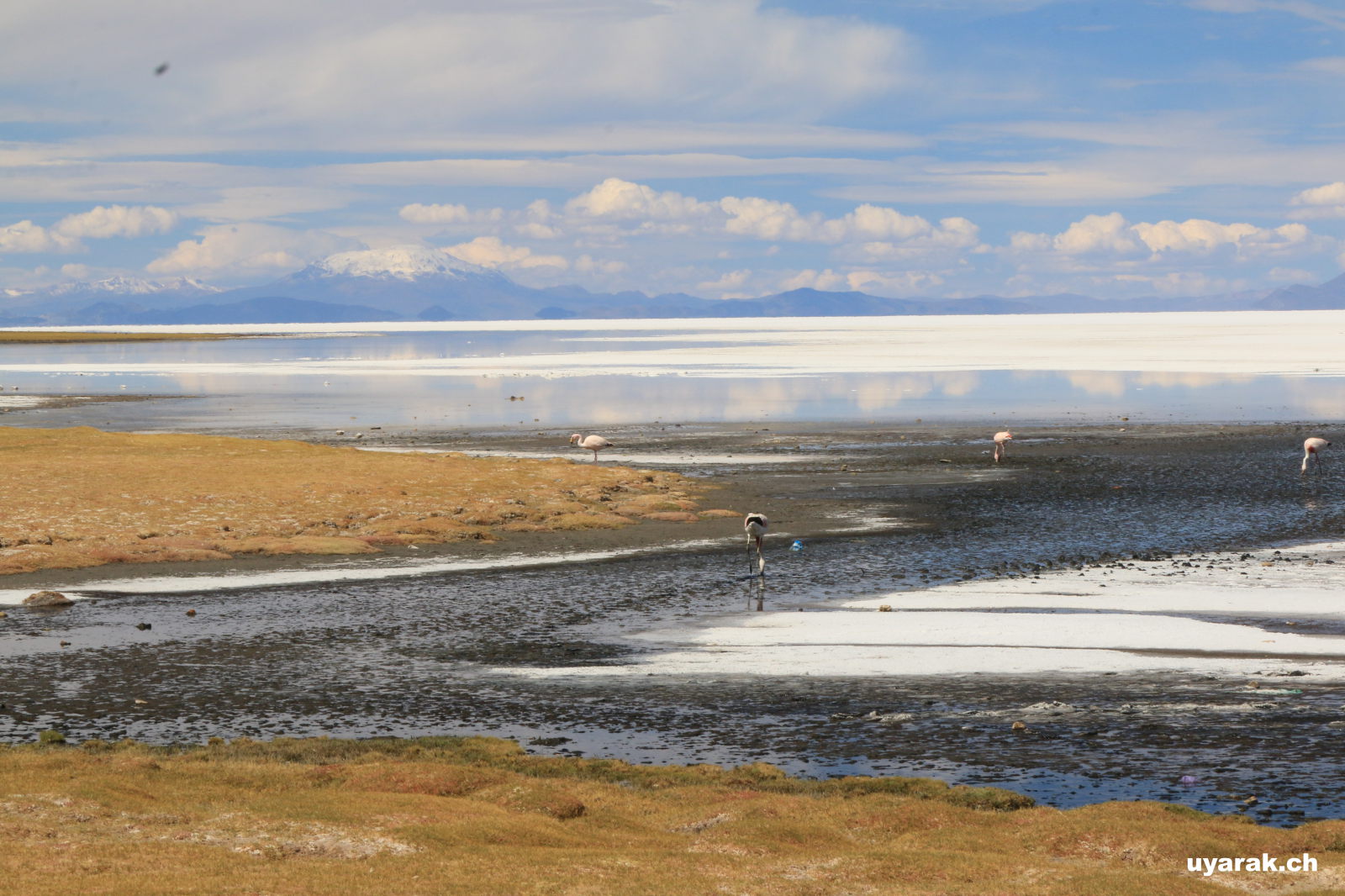 Flamingos am Rand der Salar de Uyuni, Bolivien