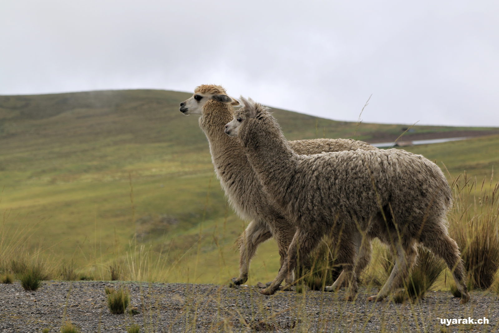Alpacas auf dem Weg nach Abancay, Peru