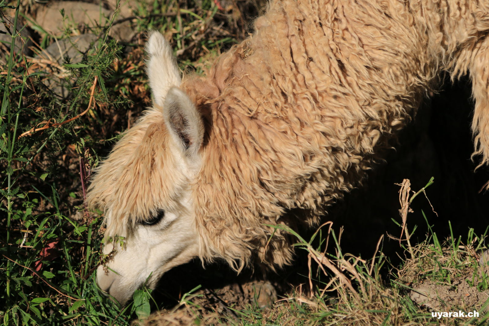 Alpaca bei den Ruinen von Ollantaytambo, Peru