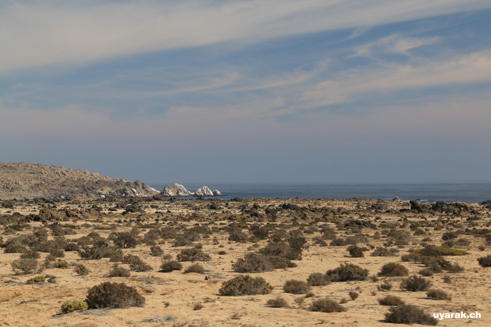 Es wird langsam etwas grüner, Atacama Wüste, Chile