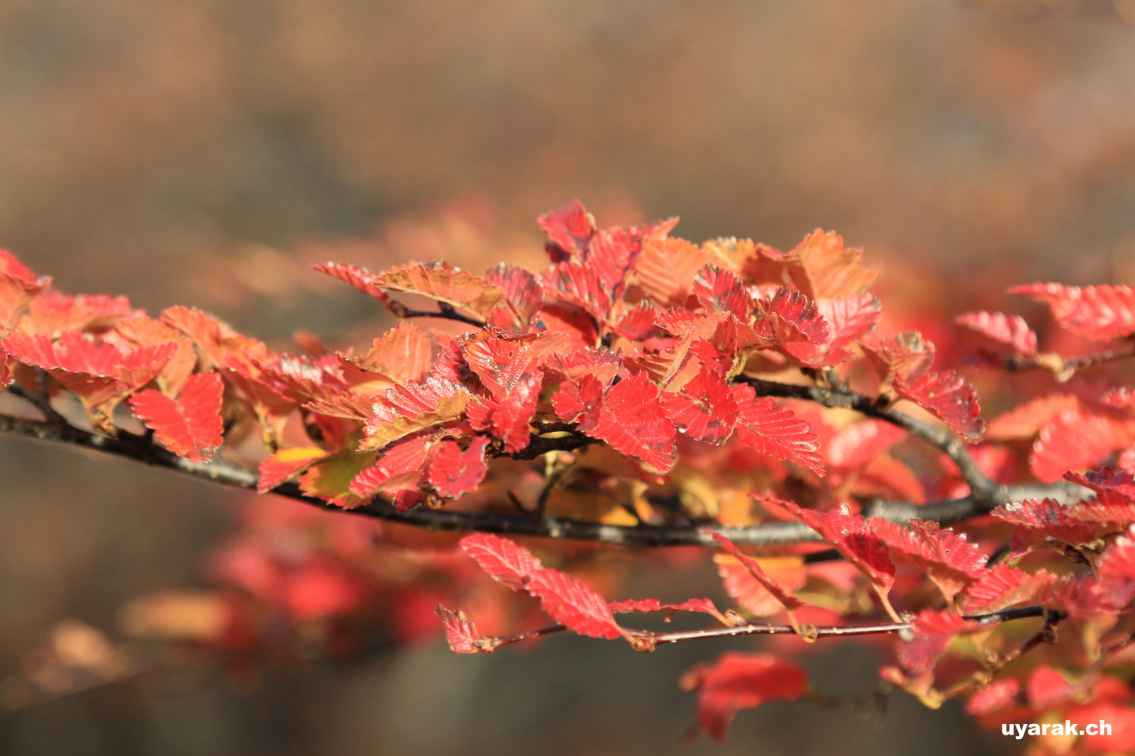 Herbststimmung im winterlichen Patagonien, Argentinien