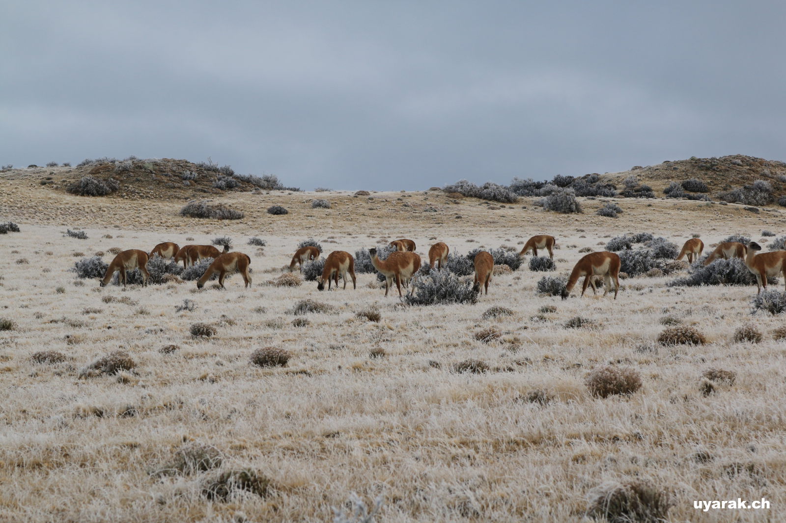 Unterwegs zum Parque Nacional Torres del Paine, Chile