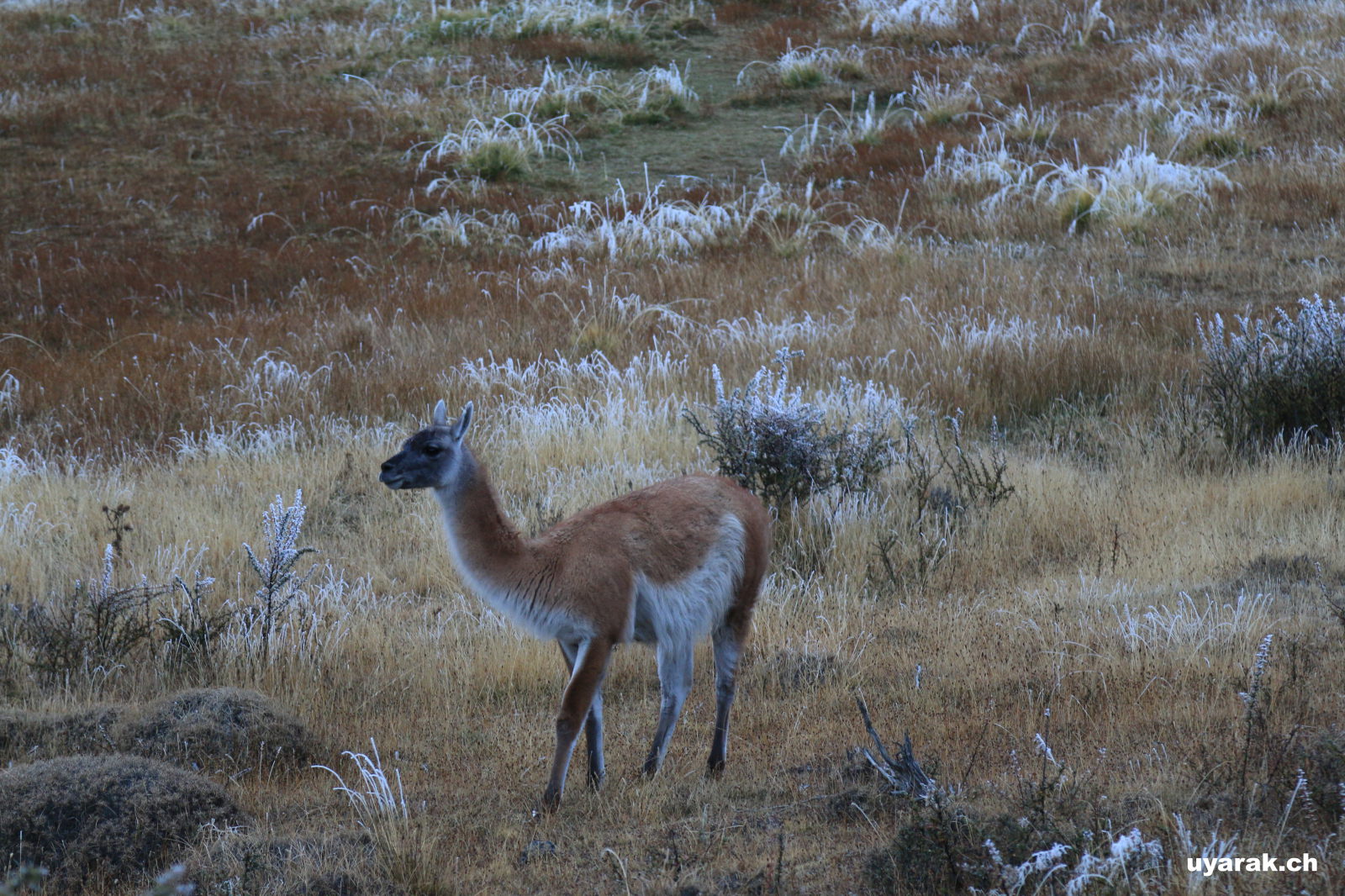 Guanako, Chile