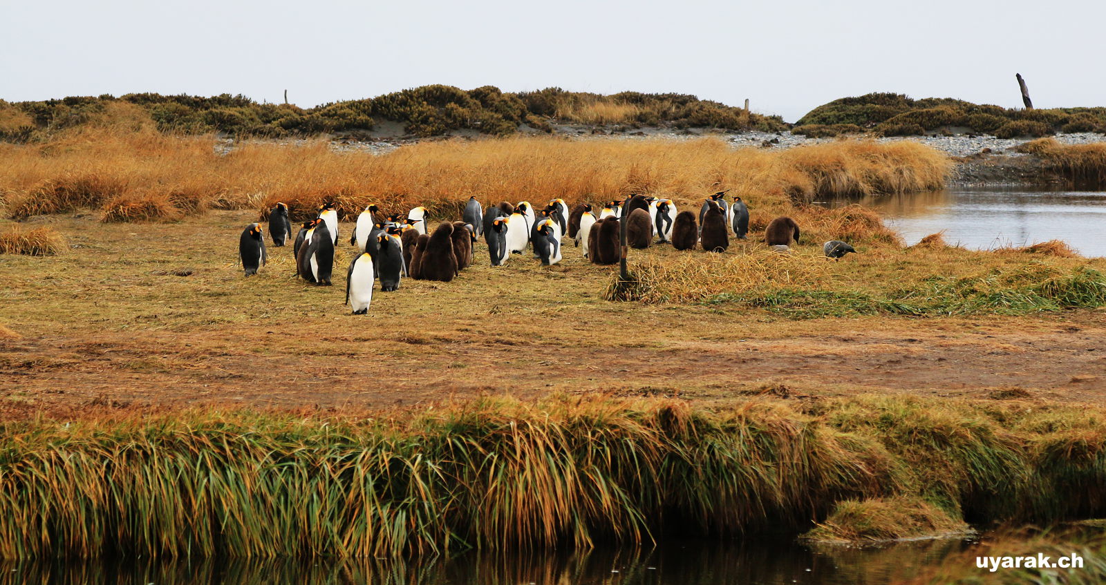 Königspinguine auf Feuerland, Chile 