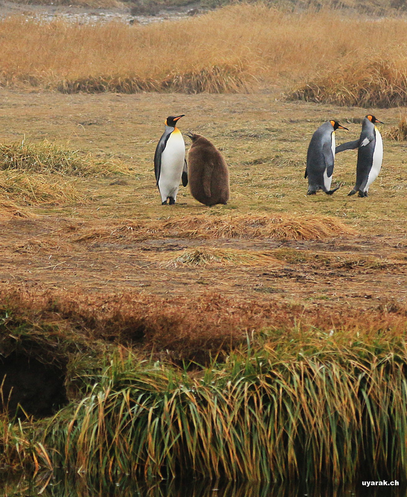Königspinguine auf Feuerland, Chile 