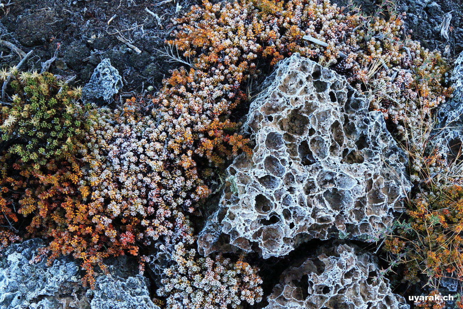 Lava Gestein, Parque Nacional Pali Aike, Chile 