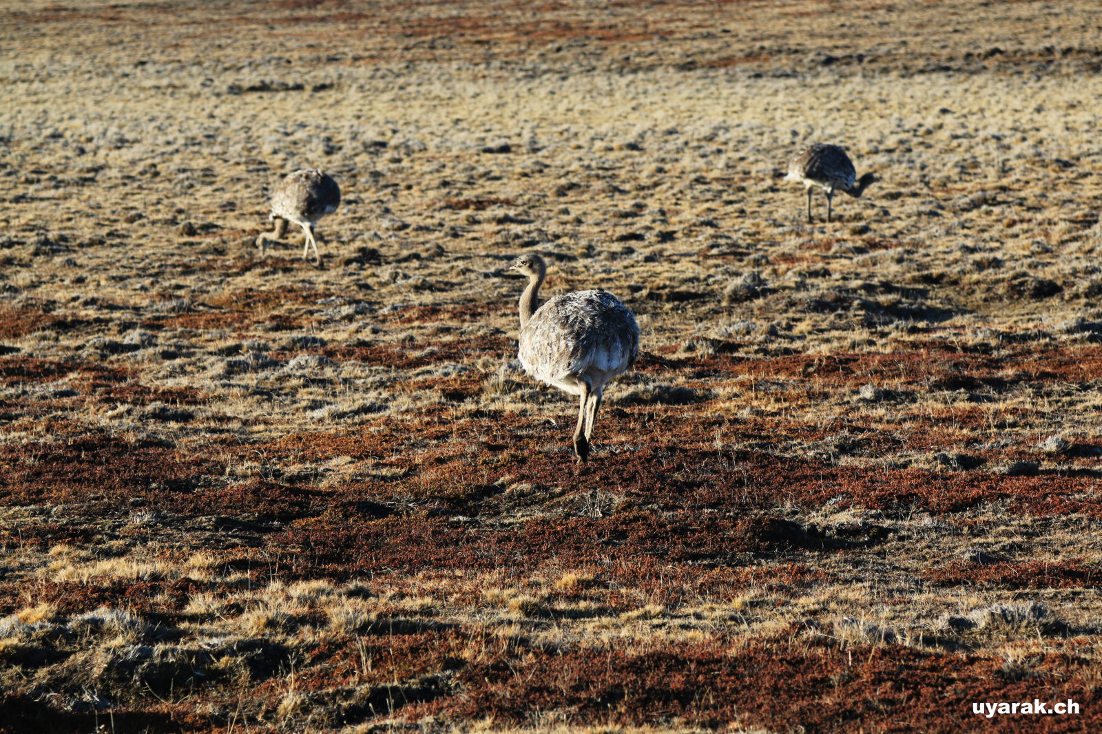 Nandus auf dem Weg zur Grenze, Chile 