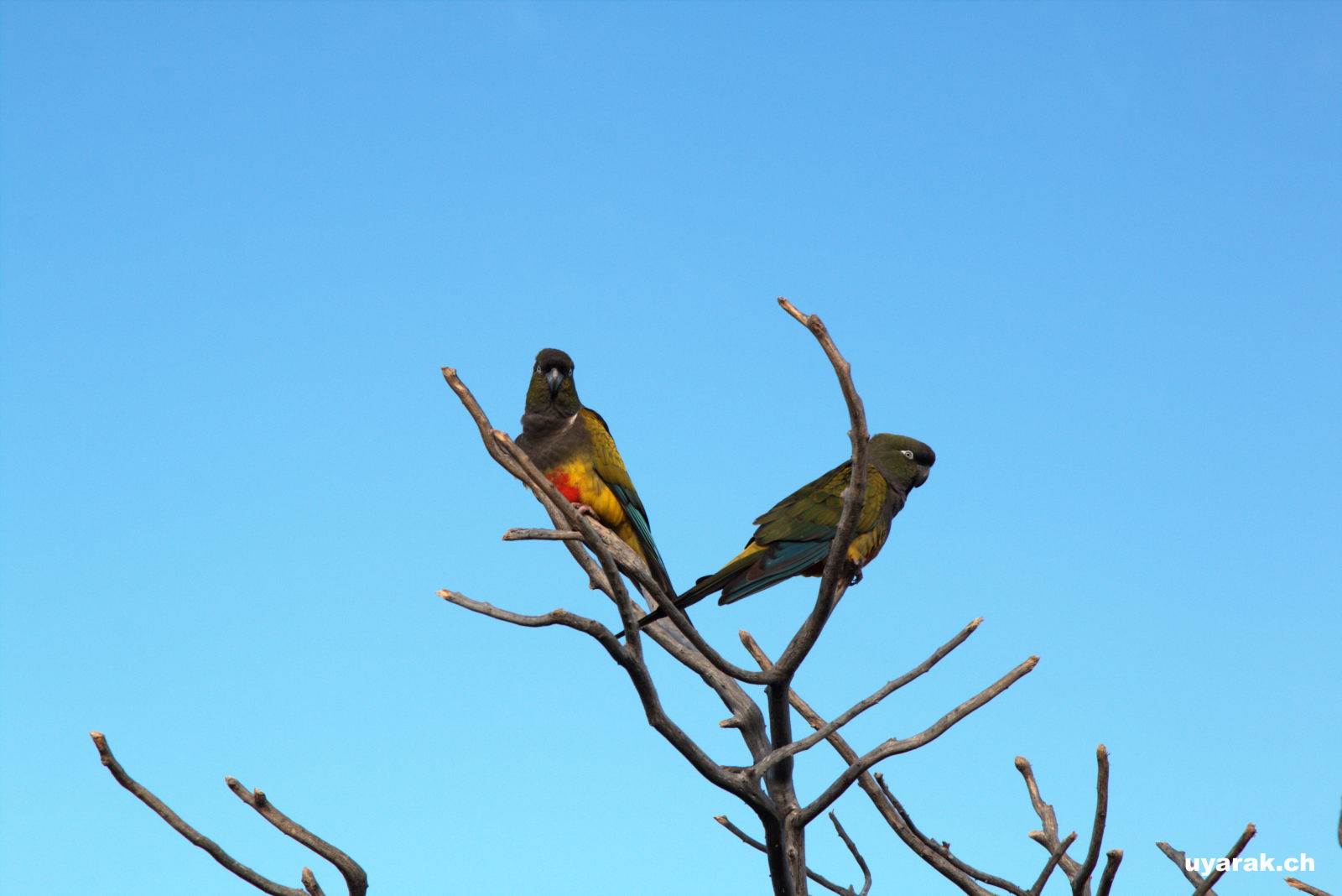 Loros, Balneario El Condor, Argentinien 