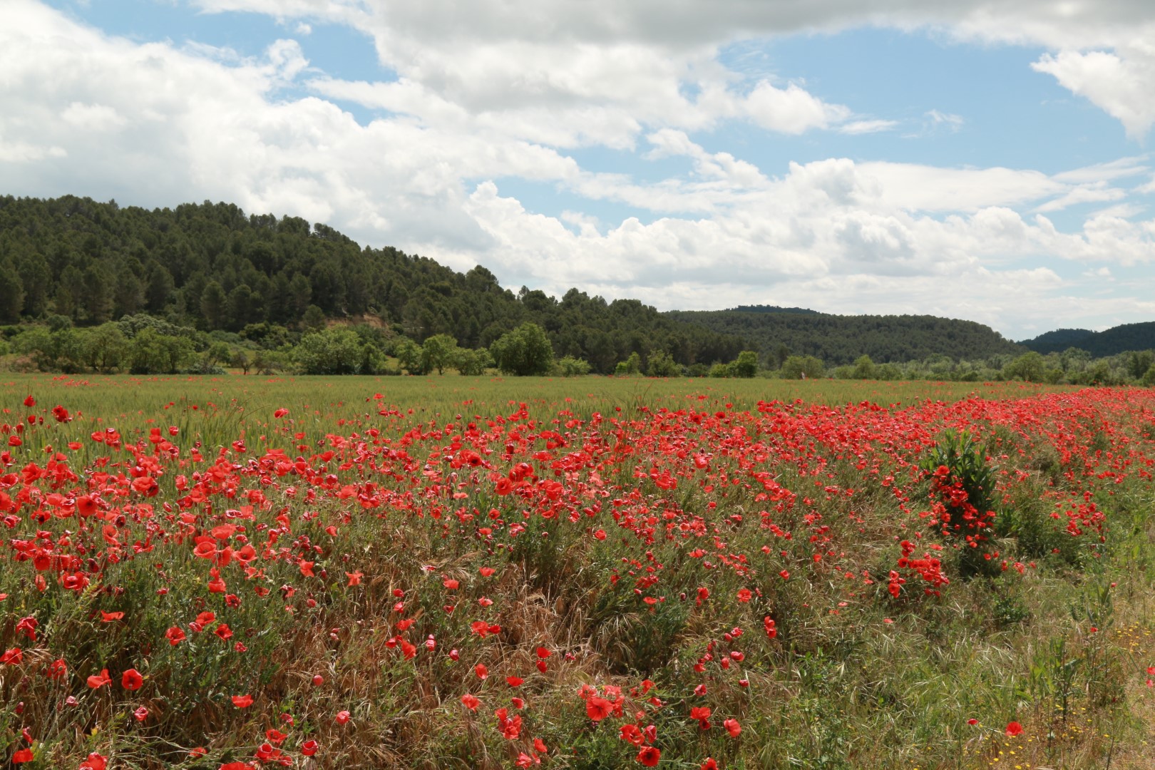 Klatschmohn am Feldrand 